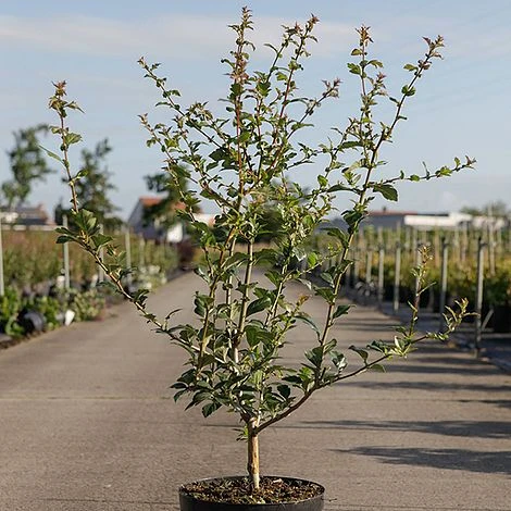Crataegus Grignonensis 2 Crataegus Grignonensis - Image 2