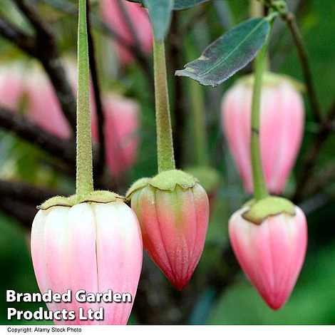 Crinodendron 'Ada Hoffman' 2 Crinodendron 'Ada Hoffman' - Image 2