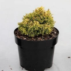 Cryptomeria Japonica 'Twinkle Toes' -Greenworld Zone CRYP TWINKLETO S45425 NOW