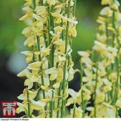 Cytisus X Praecox -Greenworld Zone CYST T66196 B