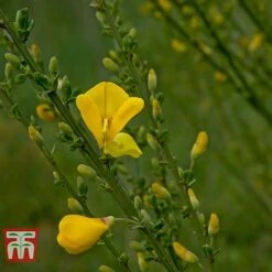 Cytisus 'Luna'