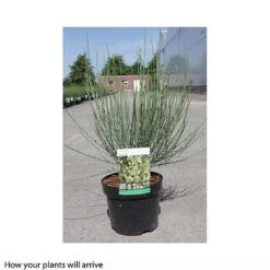 Cytisus X Praecox -Greenworld Zone CYTI T66196 A h