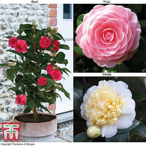 Camellia 'Blooming Wonder' - Gift 1 Camellia 'Blooming Wonder' - Gift
