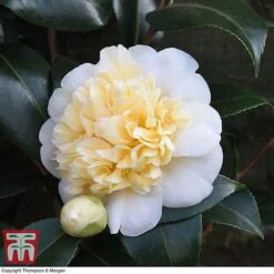 Camellia 'Blooming Wonder' - Gift 7 Camellia 'Blooming Wonder' - Gift -Greenworld Zone Camellia Blooming Wonder White