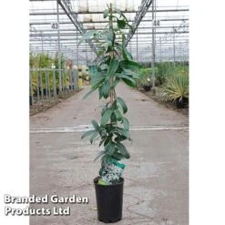 Clematis Armandii 'Snowdrift' -Greenworld Zone Clematis Snowdrift KC4972 C