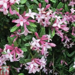 Daphne Fragrance Duo 10 Daphne Fragrance Duo -Greenworld Zone DAPH T79754 A2