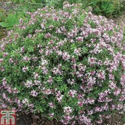 Daphne Fragrance Duo 11 Daphne Fragrance Duo -Greenworld Zone DAPH T79754 B2