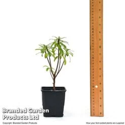 Daphne X Transatlantica 'Pink Fragrance' -Greenworld Zone DAPH PINKFR9CM T45492