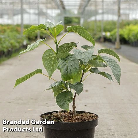 Davidia Involucrata 'Sonoma' 1 Davidia Involucrata 'Sonoma'