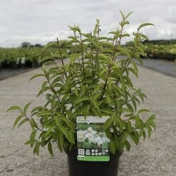 Deutzia Pulchra -Greenworld Zone DEUT PULCHRA S45430 NOW