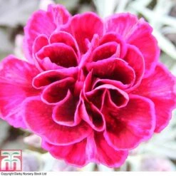 Dianthus 'Odessa Red' 13 Dianthus 'Odessa Red' -Greenworld Zone DIAN T80274 A