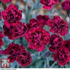 Dianthus 'Odessa Red' 10 Dianthus 'Odessa Red' -Greenworld Zone DIAN T80274 B