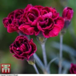 Dianthus 'Odessa Red' 9 Dianthus 'Odessa Red' -Greenworld Zone DIAN T80274 E
