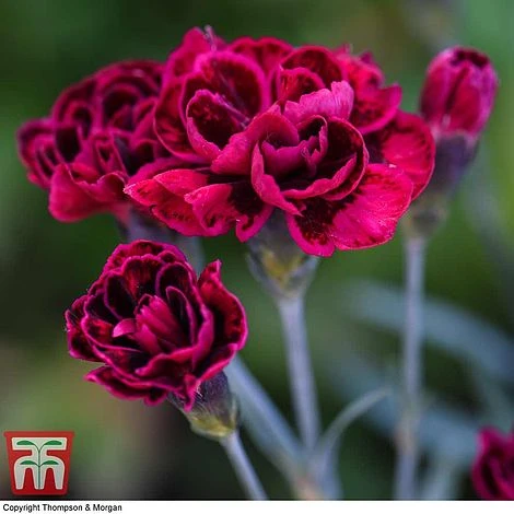 Dianthus 'Odessa Red' 3 Dianthus 'Odessa Red' - Image 3