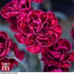 Dianthus 'Odessa Red' 11 Dianthus 'Odessa Red' -Greenworld Zone DIAN T80274 F