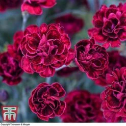 Dianthus 'Odessa Red' 12 Dianthus 'Odessa Red' -Greenworld Zone DIAN T80274 G
