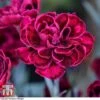 Dianthus 'Odessa Red'