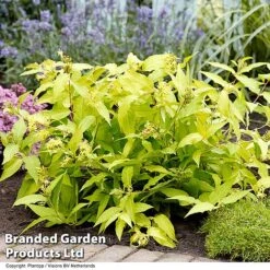 Diervilla Rivularis 'Honeybee' -Greenworld Zone DIER HONEYBEE H61937