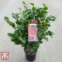 Camellia Japonica 'Doctor King' -Greenworld Zone DRKI 17664 A1