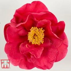 Camellia Japonica 'Doctor King' -Greenworld Zone DRKI 17665 A1