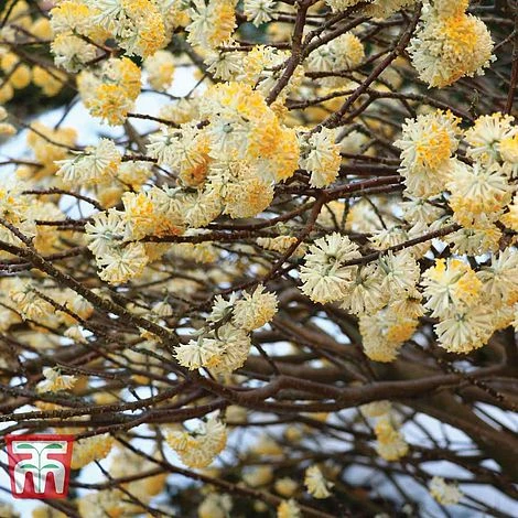 Edgeworthia Chrysantha 2 Edgeworthia Chrysantha - Image 2