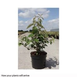 Elaeagnus X Ebbingei 'Clone' 7 Elaeagnus X Ebbingei 'Clone' -Greenworld Zone ELAE T66208 A h