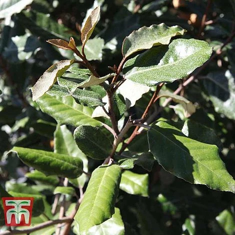 Elaeagnus X Ebbingei 'Clone' 1 Elaeagnus X Ebbingei 'Clone'
