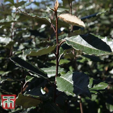 Elaeagnus X Ebbingei 'Clone' 2 Elaeagnus X Ebbingei 'Clone' - Image 2