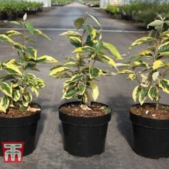 Elaeagnus X Submacrophylla 'Gilt Edge' 5 Elaeagnus X Submacrophylla 'Gilt Edge' -Greenworld Zone ELAE TKA3114 A