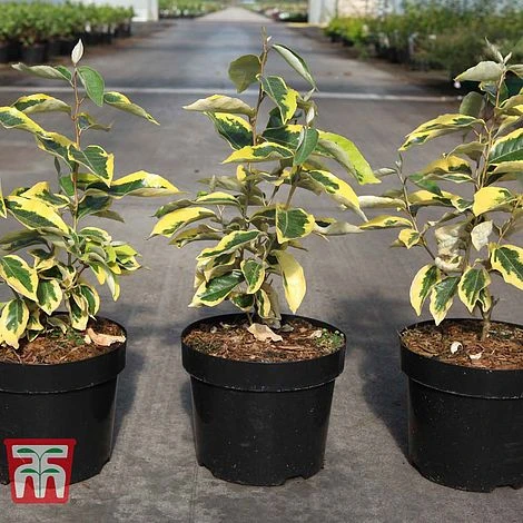 Elaeagnus X Submacrophylla 'Gilt Edge' 3 Elaeagnus X Submacrophylla 'Gilt Edge' - Image 3