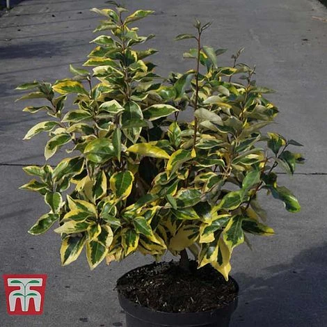 Elaeagnus X Submacrophylla 'Gilt Edge' 2 Elaeagnus X Submacrophylla 'Gilt Edge' - Image 2