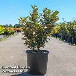 Elaeagnus Ebbingei 'Compacta'