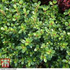 Escallonia 'Red Dream' -Greenworld Zone ESCA 8027 A1