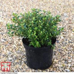Escallonia 'Red Dream' -Greenworld Zone ESCA 8027 A2