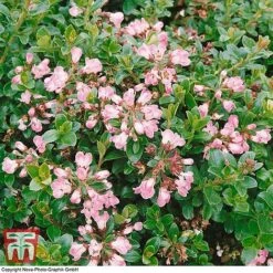 Escallonia 'Apple Blossom' 6 Escallonia 'Apple Blossom' -Greenworld Zone ESCA T58238 A