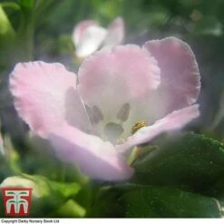 Escallonia 'Apple Blossom' 7 Escallonia 'Apple Blossom' -Greenworld Zone ESCA T58238 B