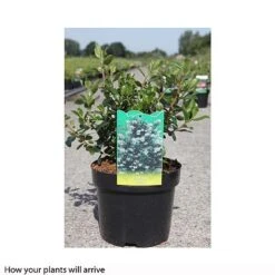 Escallonia 'Iveyi' -Greenworld Zone ESCA T66211 B h