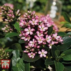 Escallonia Laevis 'Pink Elle' -Greenworld Zone ESCA T80277 C