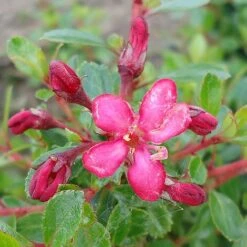 Escallonia 'Red Dream' -Greenworld Zone ESCA T80278 NOW1