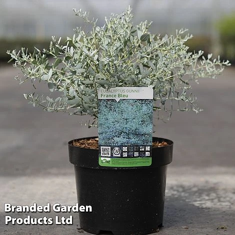 Eucalyptus Gunnii 'France Bleu' 1 Eucalyptus Gunnii 'France Bleu'
