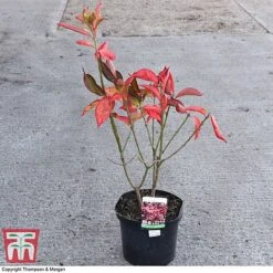 Euonymus Europaeus 'Red Cascade' -Greenworld Zone EUON 58190 A