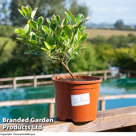 Euonymus Japonicus 'President Gauthier' 2 Euonymus Japonicus 'President Gauthier' - Image 2