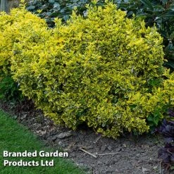 Evergreen Patio Shrub Collection -Greenworld Zone EUON EMERALDGO W31756