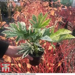 Fatsia Japonica 'Spiders Web' -Greenworld Zone FATS KB0814 D
