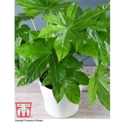 Fatsia Japonica -Greenworld Zone FATS T58117 C