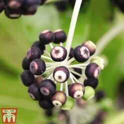 Fatsia Japonica -Greenworld Zone FATS T58117 D