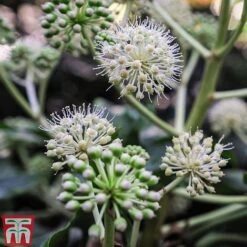 Fatsia Japonica -Greenworld Zone FATS T58117 E