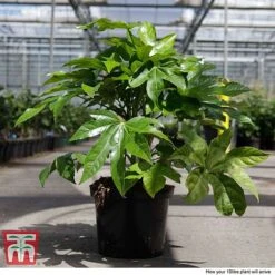 Fatsia Japonica -Greenworld Zone FATS T58117 H