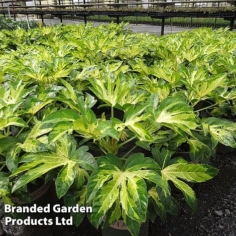 Fatsia 'Camouflage' 1 Fatsia 'Camouflage'