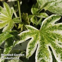 Fatsia Japonica 'Spiders Web' -Greenworld Zone FATS SPIDERWEB L24505